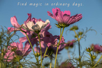 Find magic in ordinary days.