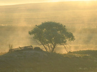 FOGGY TREE IMG_ 3684