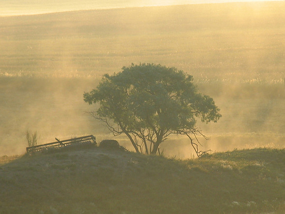 FOGGY TREE IMG_ 3684