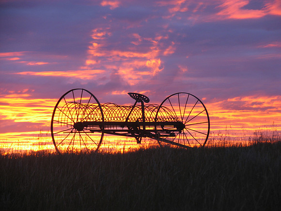 SUNRISE RAKE PURPLE IMG_4570