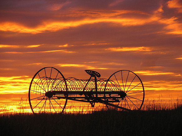 SUNRISE RAKE ORANGE IMG_4581