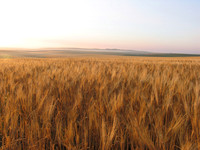 WHEAT IMG_3664