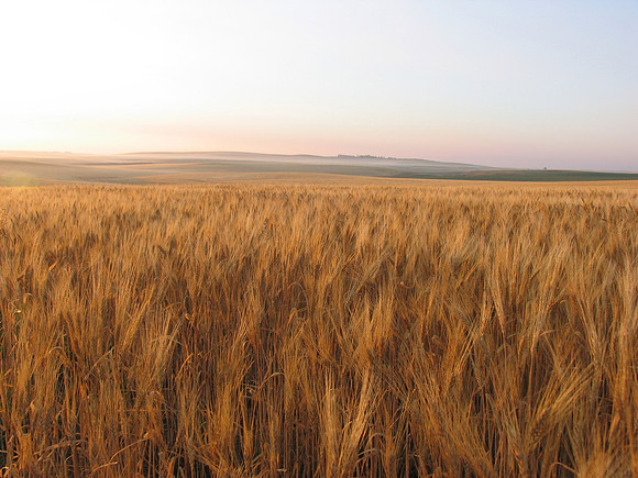 WHEAT IMG_3664