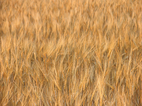 WHEAT IMG_3667
