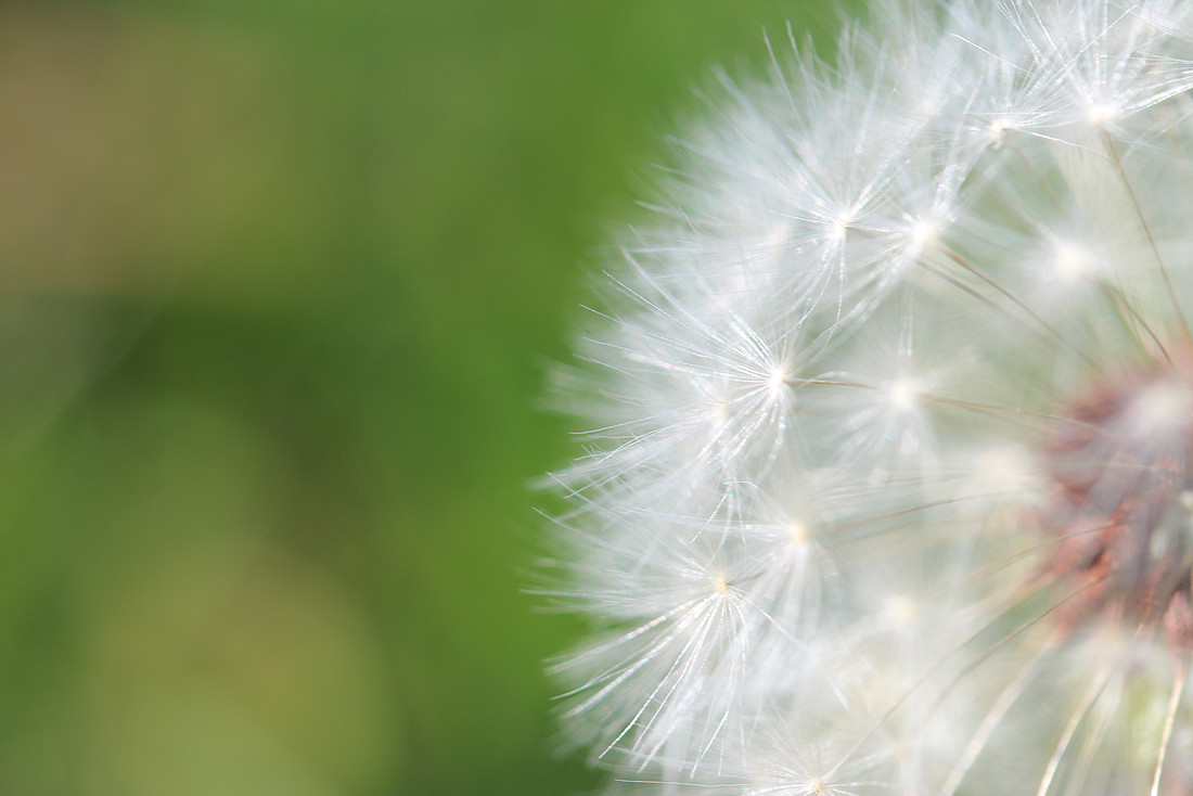 FLOWER IMG_0129